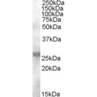 Western Blot (0.1μg/ml) staining of Human Tonsil lysate (35μg protein in RIPA buffer). Primary incubation was 1 hour. Detected by chemiluminescence.