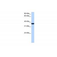 Antibody used in WB on Human Liver at 0.2-1 ug/ml.