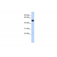 Antibody used in WB on Human Liver at 0.2-1 ug/ml.