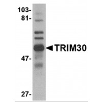 Western blot analysis of TRIM30 in mouse spleen tissue lysate with TRIM30 antibody at 1 μg/mL.