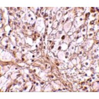 Immunohistochemistry of TRIM30 in mouse ovary tissue with TRIM30 antibody at 10 μg/mL.