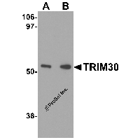 Western blot analysis of TRIM30 in mouse heart tissue lysate with TRIM30 antibody at (A) 1 and (B) 2 μg/mL.