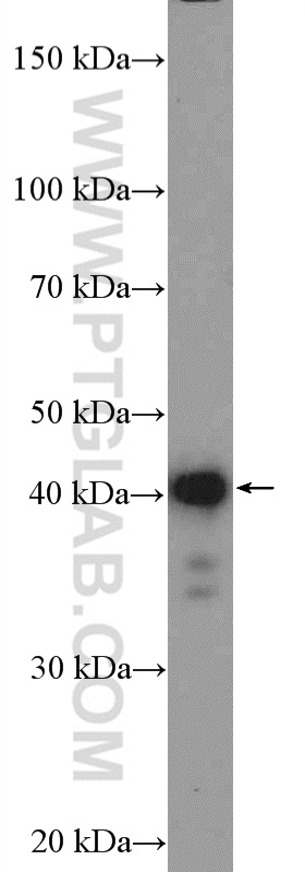 HeLa cells were subjected to SDS PAGE followed by western blot with 26130-1-AP( C14orf28 Antibody) at dilution of 1:300