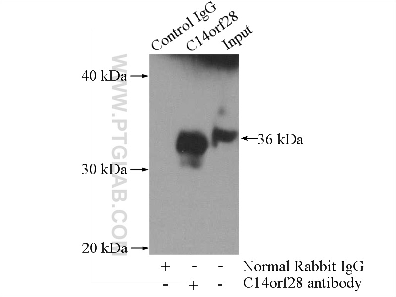 IP Result of anti-C14orf28 (IP:26130-1-AP, 4ug; Detection:26130-1-AP 1:300) with HeLa cells lysate 1200ug.