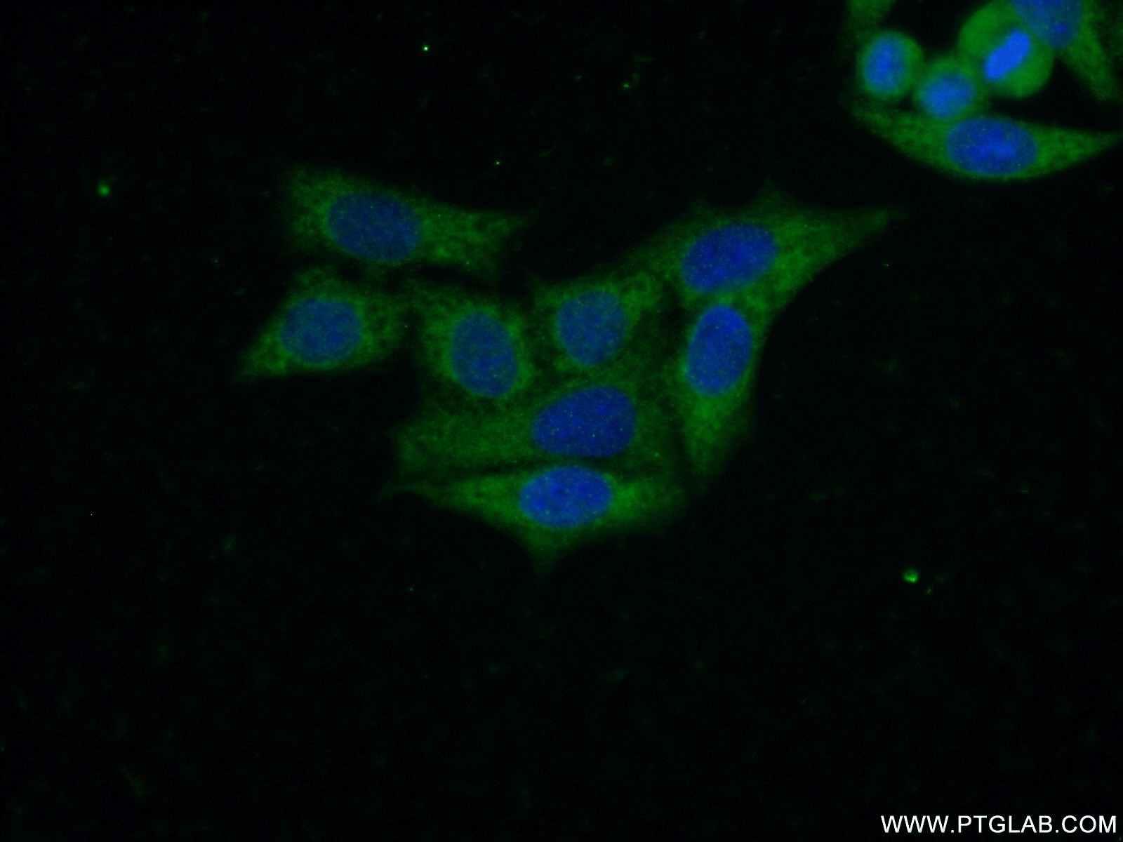 Immunofluorescent analysis of ( -20℃ Ethanol ) fixed HeLa cells using 26130-1-AP( C14orf28 Antibody) at dilution of 1:50 and Alexa Fluor 488-congugated AffiniPure Goat Anti-Rabbit IgG(H+L)