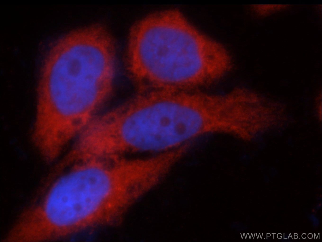 Immunofluorescent analysis of MCF-7 cells using 22664-1-AP( C14orf39 Antibody) at dilution of 1:50 and N/A