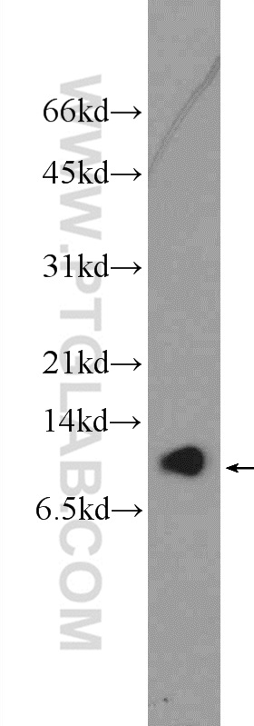 PC-3 cells were subjected to SDS PAGE followed by western blot with 26086-1-AP( C16orf61 Antibody) at dilution of 1:600
