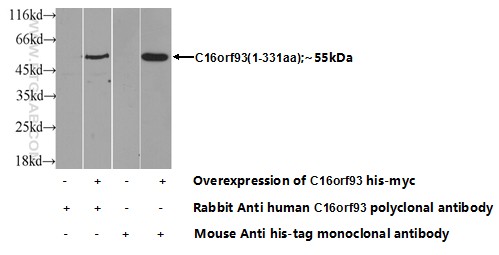 Transfected HEK-293 cells were subjected to SDS PAGE followed by western blot with 25364-1-AP( C16orf93 Antibody) at dilution of 1:700