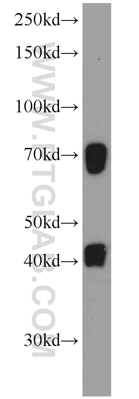 L02 cells were subjected to SDS PAGE followed by western blot with 21503-1-AP(C19orf44 antibody) at dilution of 1:600