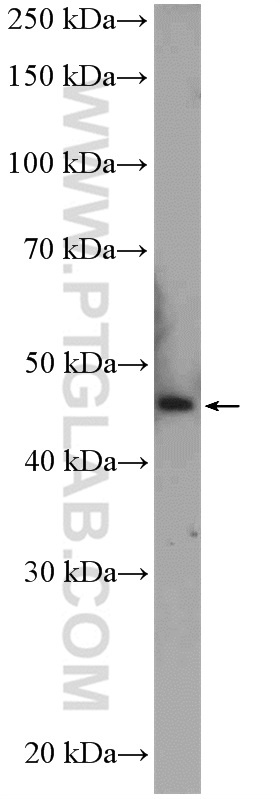 Jurkat cells were subjected to SDS PAGE followed by western blot with 26145-1-AP( C2orf60 Antibody) at dilution of 1:600