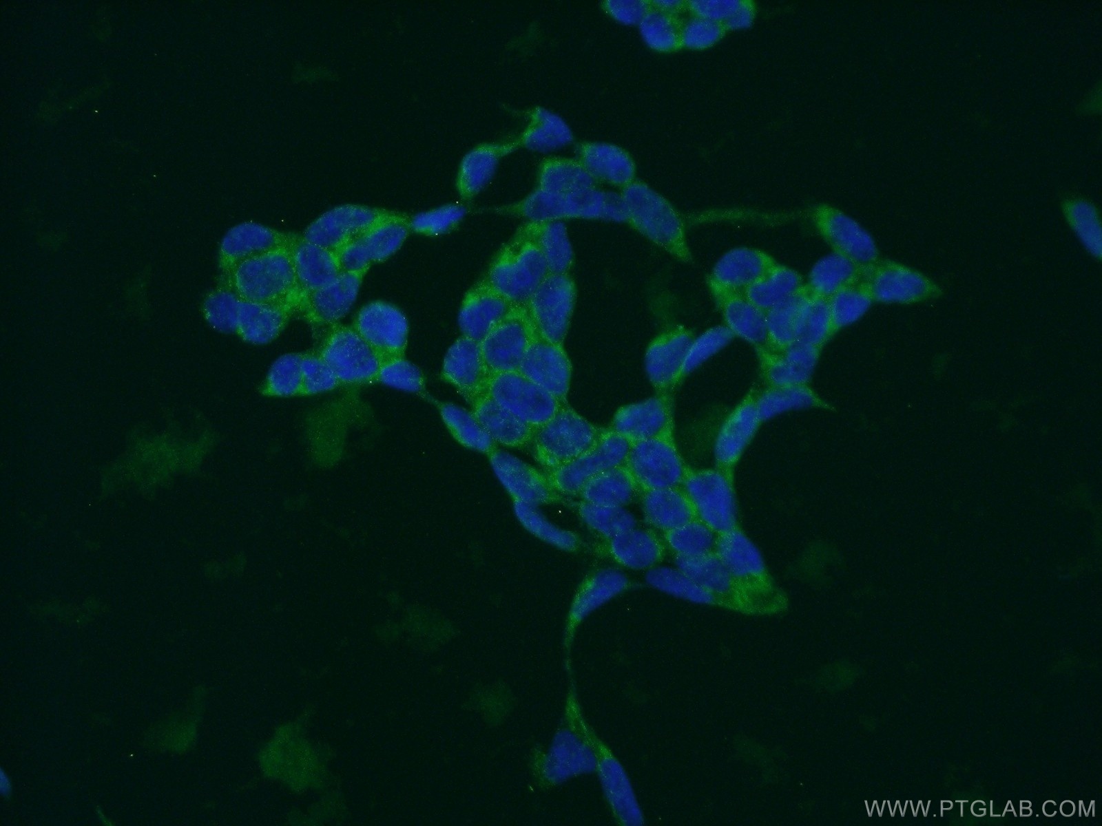 Immunofluorescent analysis of HEK-293 cells using 15040-1-AP( MRPL14 Antibody) at dilution of 1:50 and Alexa Fluor 488-congugated AffiniPure Goat Anti-Rabbit IgG(H+L)