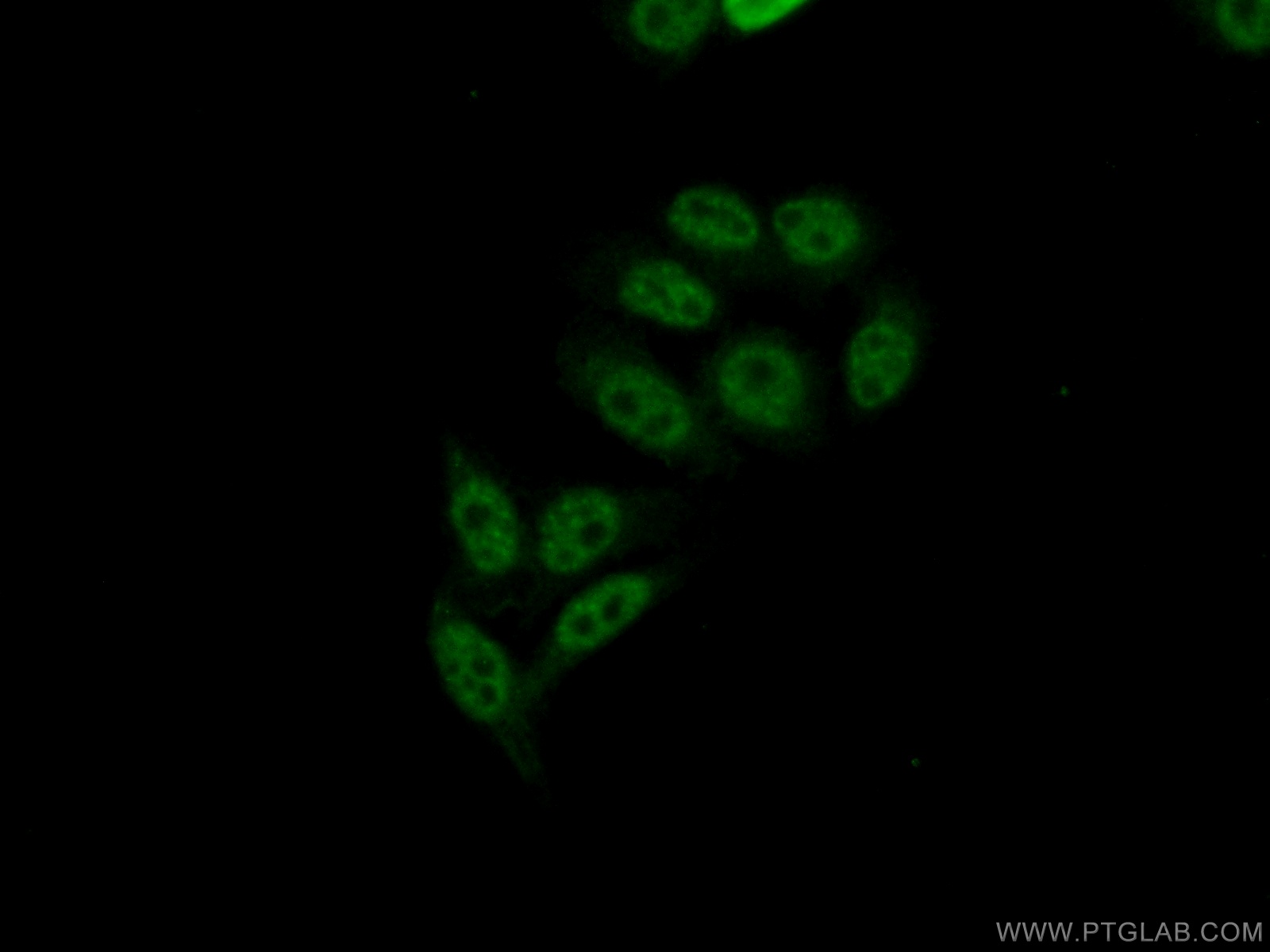 Immunofluorescent analysis of ( 10% Formaldehyde ) fixed HepG2 cells using 14504-1-AP( CROP Antibody) at dilution of 1:50 and Alexa Fluor 488-congugated AffiniPure Goat Anti-Rabbit IgG(H+L)