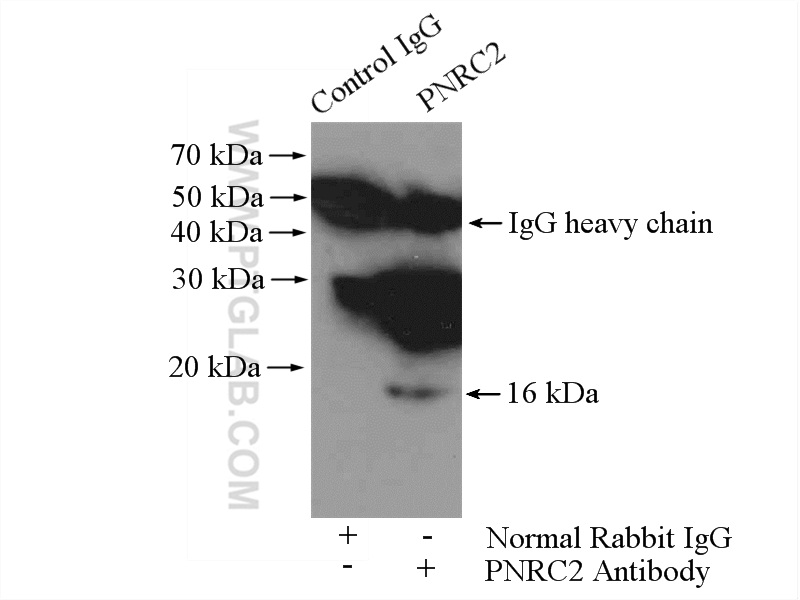 IP Result of anti-PNRC2 (IP:51050-1-AP, 4ug; Detection:51050-1-AP 1:300) with mouse lung tissue lysate 4000ug.