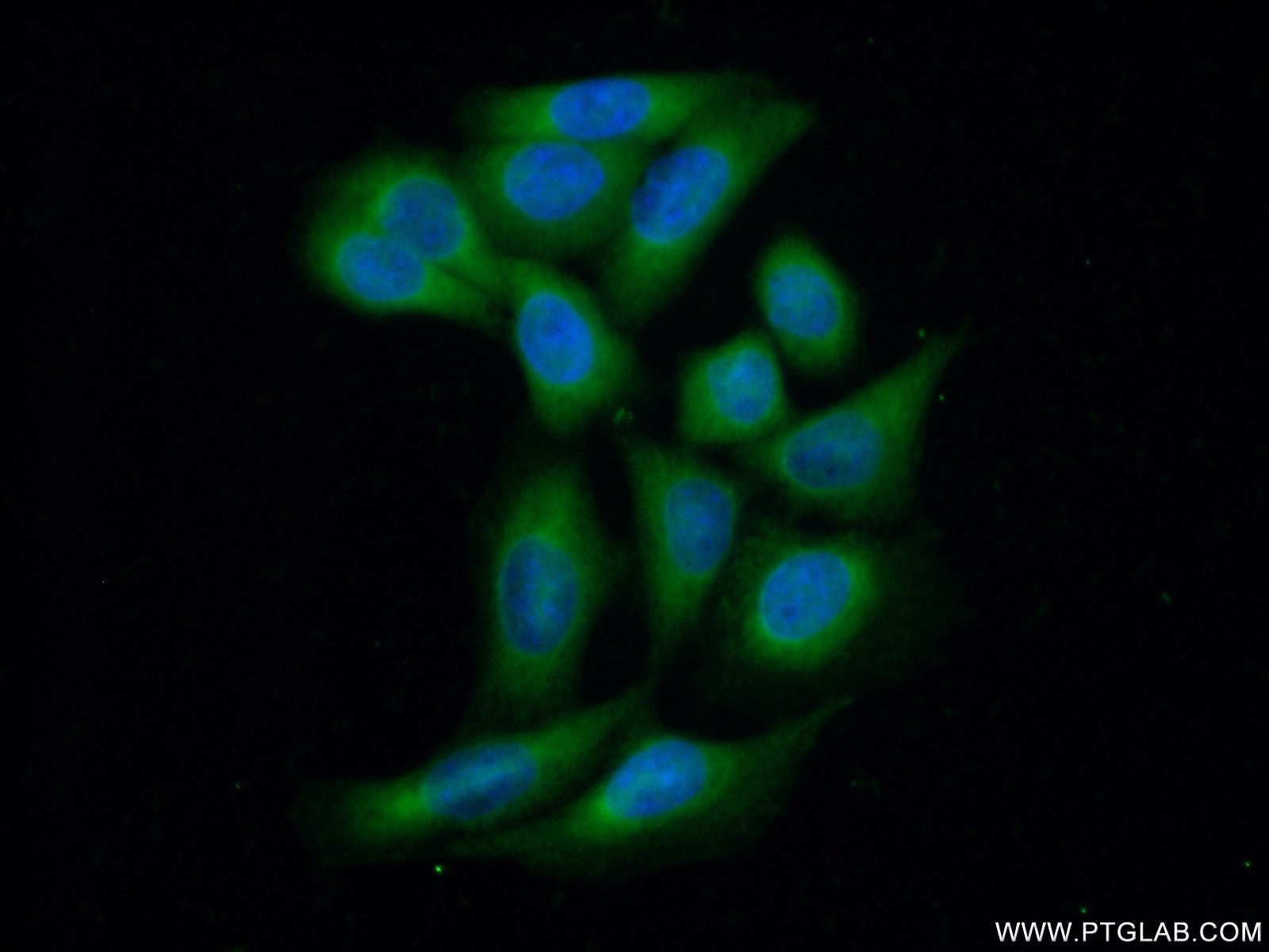 Immunofluorescent analysis of ( -20℃ Ethanol ) fixed HeLa cells using 18002-1-AP( P11 Antibody) at dilution of 1:50 and Alexa Fluor 488-congugated AffiniPure Goat Anti-Rabbit IgG(H+L)