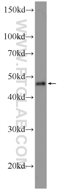 A375 cells were subjected to SDS PAGE followed by western blot with 25829-1-AP( TFAP2E Antibody) at dilution of 1:600