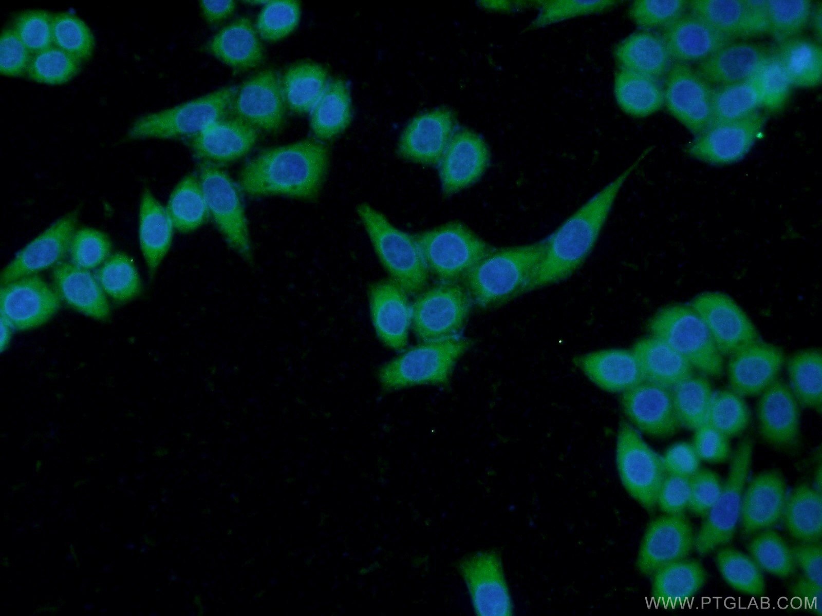 Immunofluorescent analysis of HeLa cells using 21897-1-AP( THAP10 Antibody) at dilution of 1:50 and Alexa Fluor 488-congugated AffiniPure Goat Anti-Rabbit IgG(H+L)
