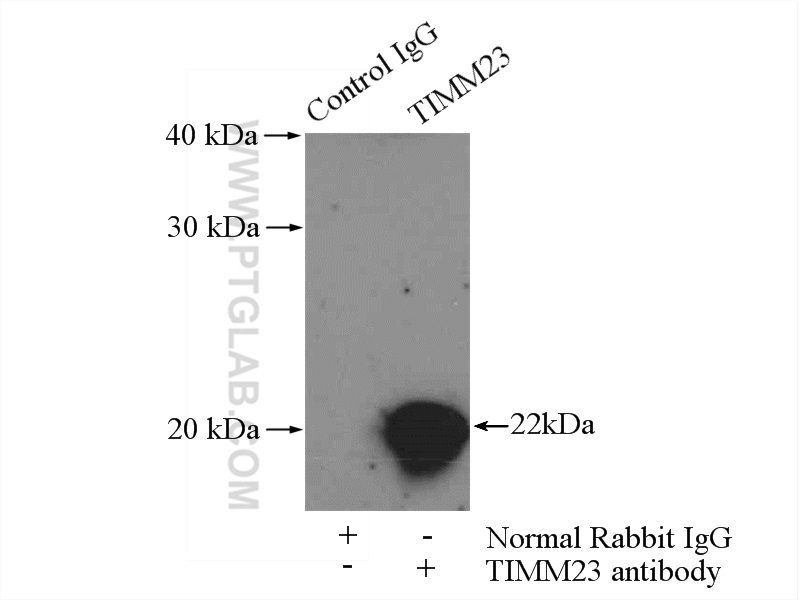 IP Result of anti-Tim23 (IP:11123-1-AP, 4ug; Detection:11123-1-AP 1:1000) with mouse heart tissue lysate 3200ug.