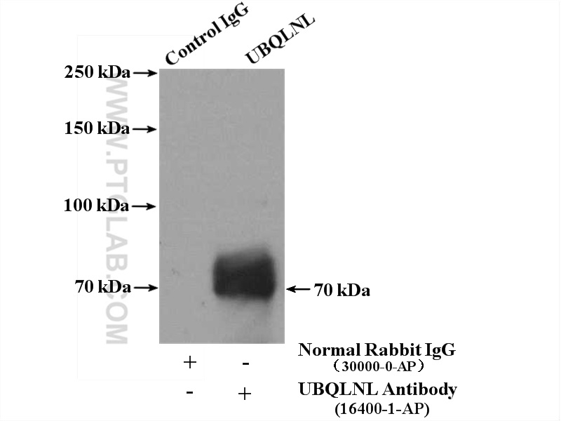 IP Result of anti-UBQLNL (IP:16400-1-AP, 4ug; Detection:16400-1-AP 1:500) with Jurkat cells lysate 3200ug.
