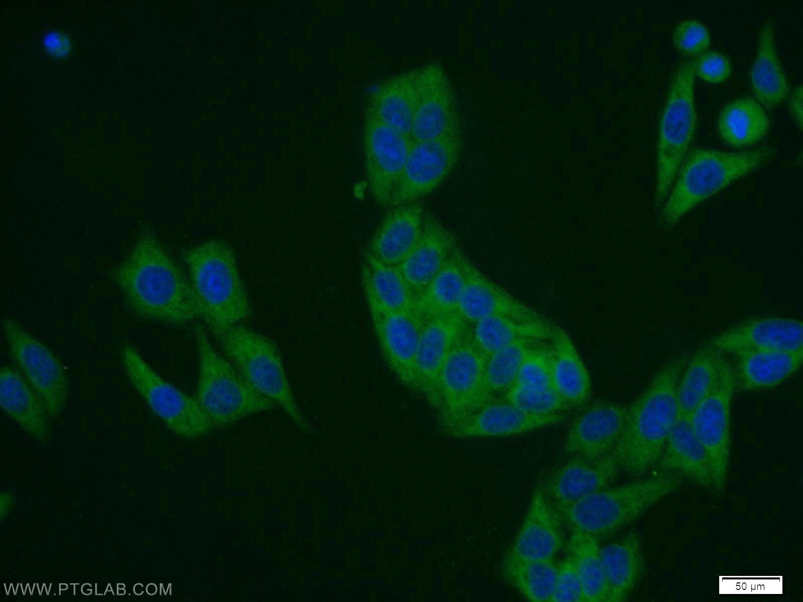 Immunofluorescent analysis of HepG2 cells using 21445-1-AP( DDRGK1 Antibody) at dilution of 1:25 and Alexa Fluor 488-congugated AffiniPure Goat Anti-Rabbit IgG(H+L)