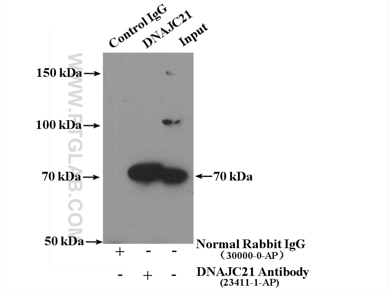 IP Result of anti-DNAJC21 (IP:23411-1-AP, 4ug; Detection:23411-1-AP 1:1000) with HEK-293 cells lysate 2700ug.