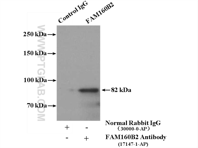 IP Result of anti-FAM160B2 (IP:17147-1-AP, 4ug; Detection:17147-1-AP 1:300) with HepG2 cells lysate 3200ug.