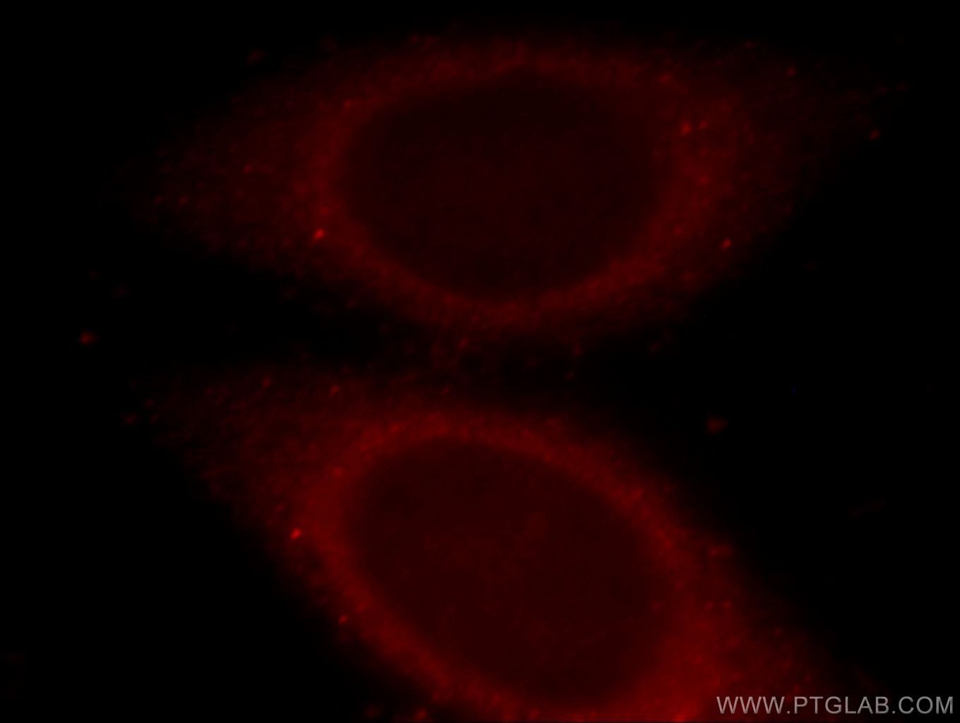 Immunofluorescent analysis of HepG2 cells, using FAM49B antibody 20127-1-AP at 1:25 dilution and Rhodamine-labeled goat anti-rabbit IgG (red).