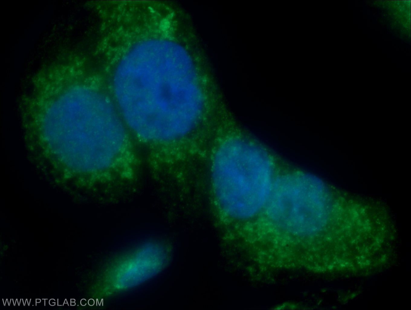 Immunofluorescent analysis of COLO 320 cells using 25740-1-AP( IQCK Antibody) at dilution of 1:50 and Alexa Fluor 488-congugated AffiniPure Goat Anti-Rabbit IgG(H+L)