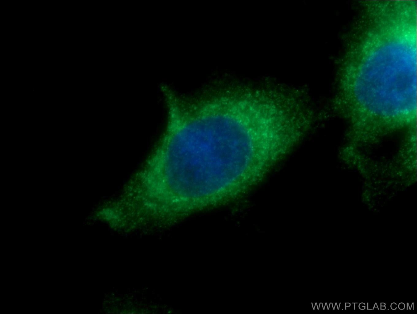 Immunofluorescent analysis of HepG2 cells using 23345-1-AP( KDELC2 Antibody) at dilution of 1:50 and Alexa Fluor 488-congugated AffiniPure Goat Anti-Rabbit IgG(H+L)