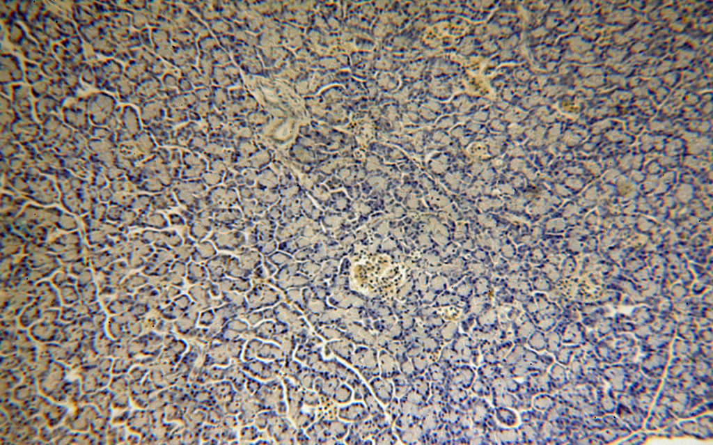 Immunohistochemical of paraffin-embedded human pancreas using 17788-1-AP(MAPKBP1 antibody) at dilution of 1:100 (under 10x lens)