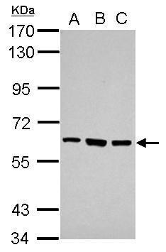 Sample (30 ug of whole cell lysate) A: Jurkat B: Raji C: K562 7.5% SDS PAGE diluted at 1:1000