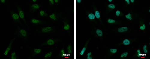 ZNF189 antibody detects ZNF189 protein at nucleus by immunofluorescent analysis.Sample: HeLa cells were fixed in 4% paraformaldehyde at RT for 15 min.Green: ZNF189 protein stained by ZNF189 antibody diluted at 1:2000.Blue: Hoechst 33342 staining.