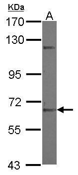Sample (30 ug of whole cell lysate) A: NT2D1 7.5% SDS PAGE diluted at 1:1000