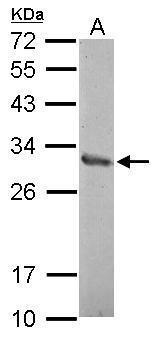 Sample (30 ug of whole cell lysate) A: A549 12% SDS PAGE diluted at 1:1000