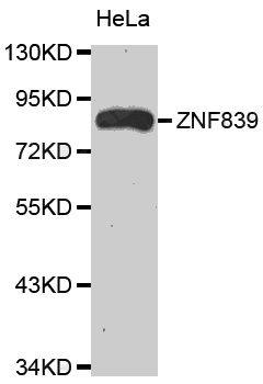 Western blot analysis of extracts of HeLa cell line, using ZNF839 antibody.