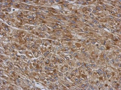 Immunohistochemical analysis of paraffin-embedded U87 xenograft, using TMCO3 antibody at 1:500 dilution.