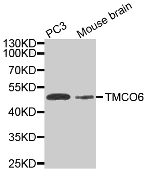 Western blot analysis of extracts of various cell lines, using TMCO6 antibody.