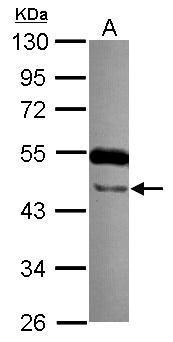 Sample (30 ug of whole cell lysate) A: NT2D1 10% SDS PAGE diluted at 1:1000