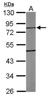 Sample (30 ug of whole cell lysate) A: NIH-3T3 10% SDS PAGE diluted at 1:1000
