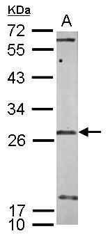 Sample (50 ug of whole cell lysate) A: mouse brain 12% SDS PAGE Diluted at 1:1000