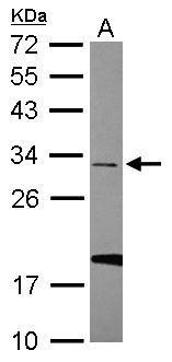 Sample (30 ug of whole cell lysate) A: U87-MG 12% SDS PAGE Diluted at 1:1000