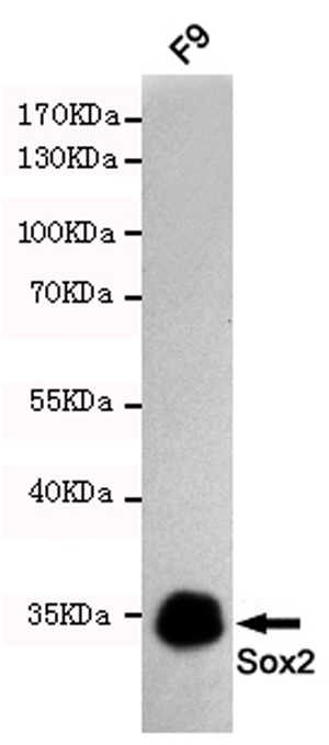 Western blot detection of Sox2 antibody in F9 cell lysates using Sox2 antibody (1:1000 diluted).Predicted band size:35KDa.Observed band size:35KDa.
