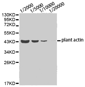 Western blot analysis of lysates from Arabidopsis thaliana tissue using plants actin antibody.