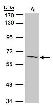 Sample(30 ug of whole cell lysate) A:293T 7.5% SDS PAGE Diluted at 1:500
