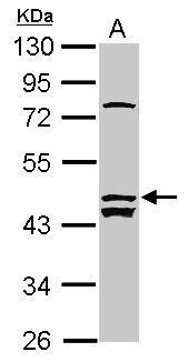 Sample (30 ug of whole cell lysate) A: MCF-7 10% SDS PAGE Diluted at 1:1000