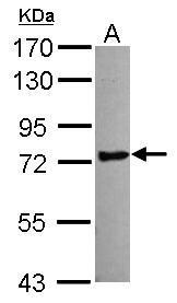 Sample (30 ug of whole cell lysate) A: NT2D1 7.5% SDS PAGE Diluted at 1:1000