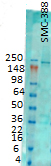 Western blot analysis of IP3 Receptor on rat brain membrane tissues using a 1:1000 dilution .