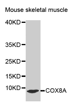Western blot analysis of extracts of Mouse skeletal muscle cell line, using COX8A antibody.