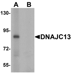 Western Blot analysis of DNAJC13 in rat heart tissue lysate with DNAJC13 antibody at 1 ug/mL in (A) the absence and (B) the presence of blocking peptide.