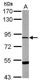 Sample (50 ug of whole cell lysate) A: Mouse brain 7.5% SDS PAGE diluted at 1:500