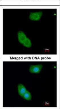 Immunofluorescence analysis of paraformaldehyde-fixed A549, using EHBP1 antibody at 1:200 dilution.